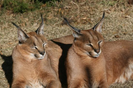 Zanchieta Wild Cat Farm